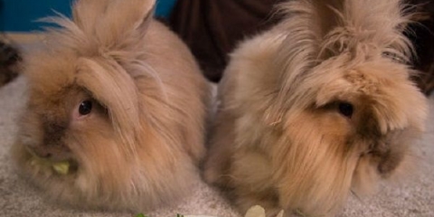 Kako i čime hraniti ukrasnog zeca kod kuće?